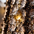 Берёзовый сок – дар природы!