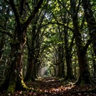 Какие деревья нельзя сажать в ограде дома?