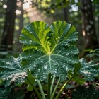 Лопух войлочный