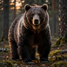 Хозяин леса