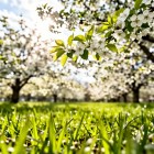 Народные приметы на апрель (Цветень)