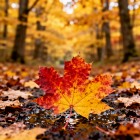 Народные приметы на сентябрь (Вересень)