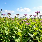 Народные приметы на июль (Липень)