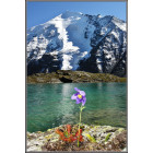 Одинокий цветок Долины Семи Озер. Алтай