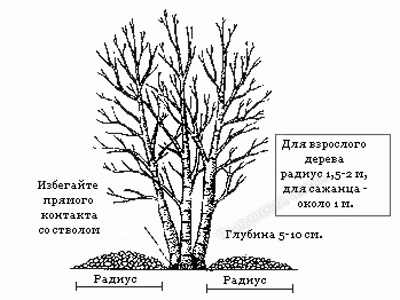 Как посадить берёзу